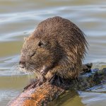 Nutria (Myocastor coypus) - Foto di Basile Morin (Wikimedia) 
